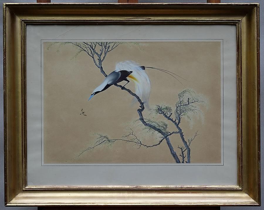 Oiseau-Paradisier-encres-sur-vélin-Chine-Dynastie-Qing 
