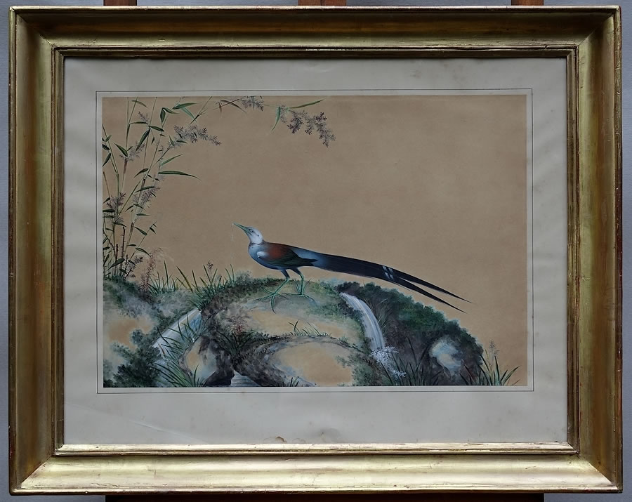 Peinture-oiseau-exotique-encre-chinoise-ancienne-Chine