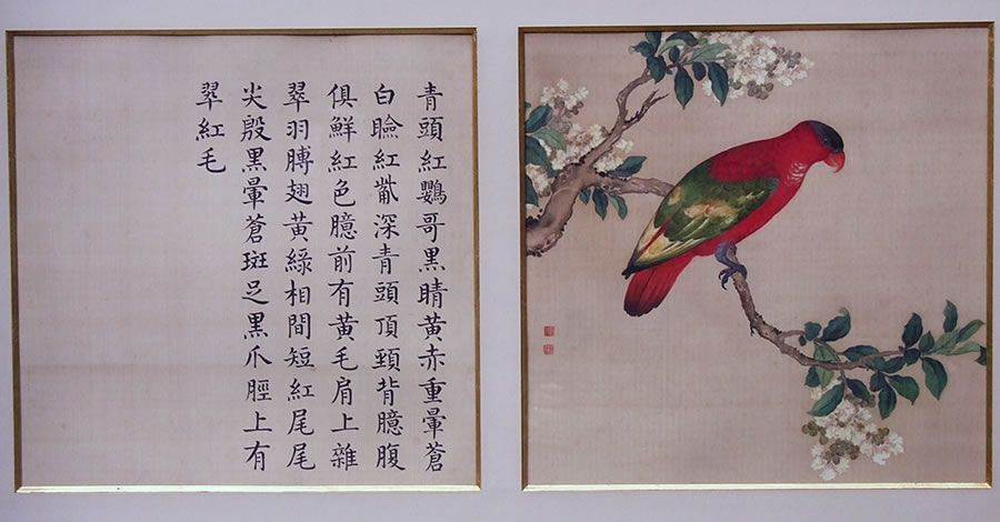 Oiseau-perruche-perroquet-chine-peint-sur-soie